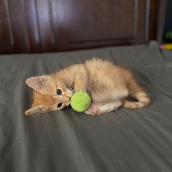 Meet your Posher, David - Picture 1 of 2